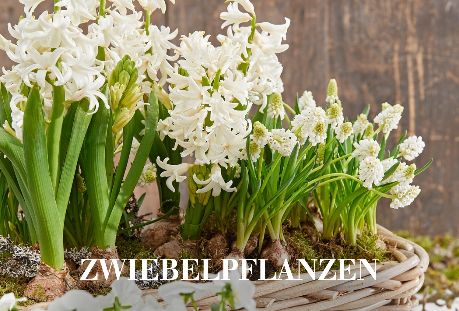 Zwiebelpflanzen