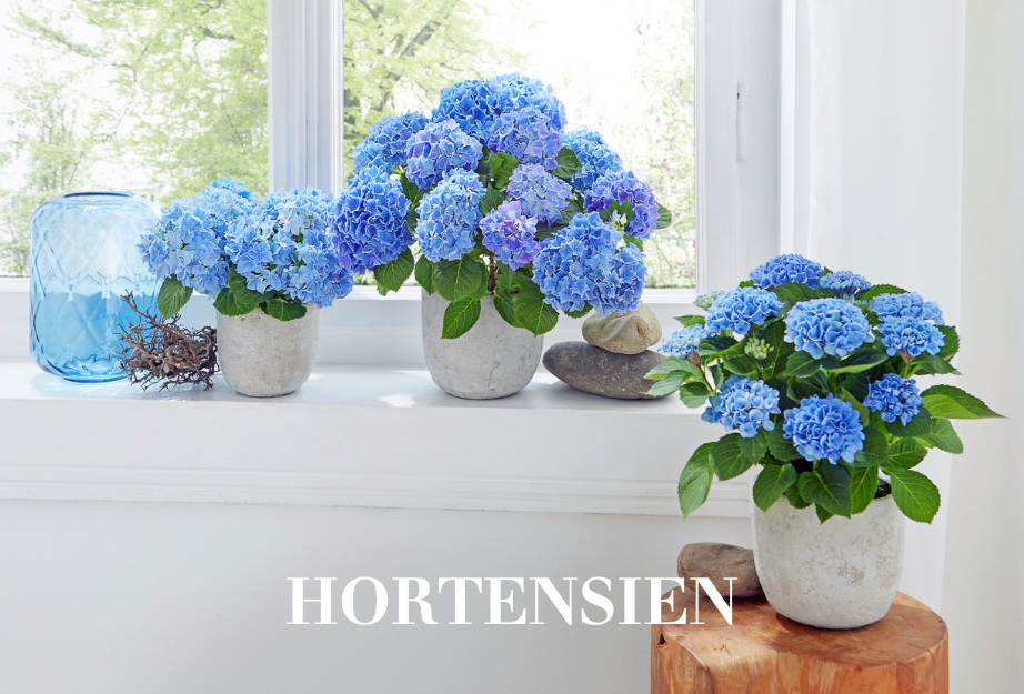 Hortensien