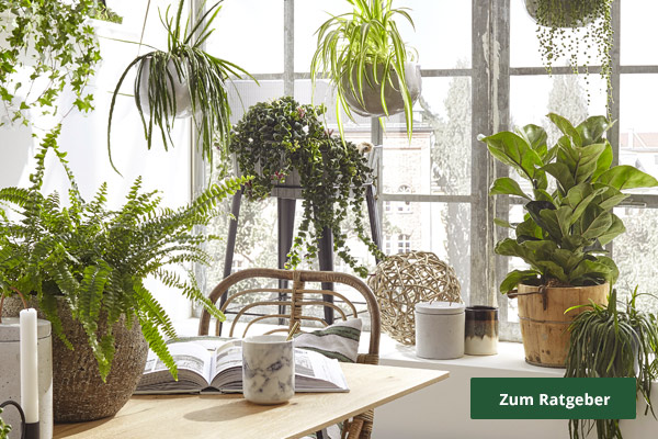 Ratgeber Die perfekte Pflanze für jedes Zimmer