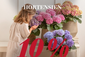 Hortensien