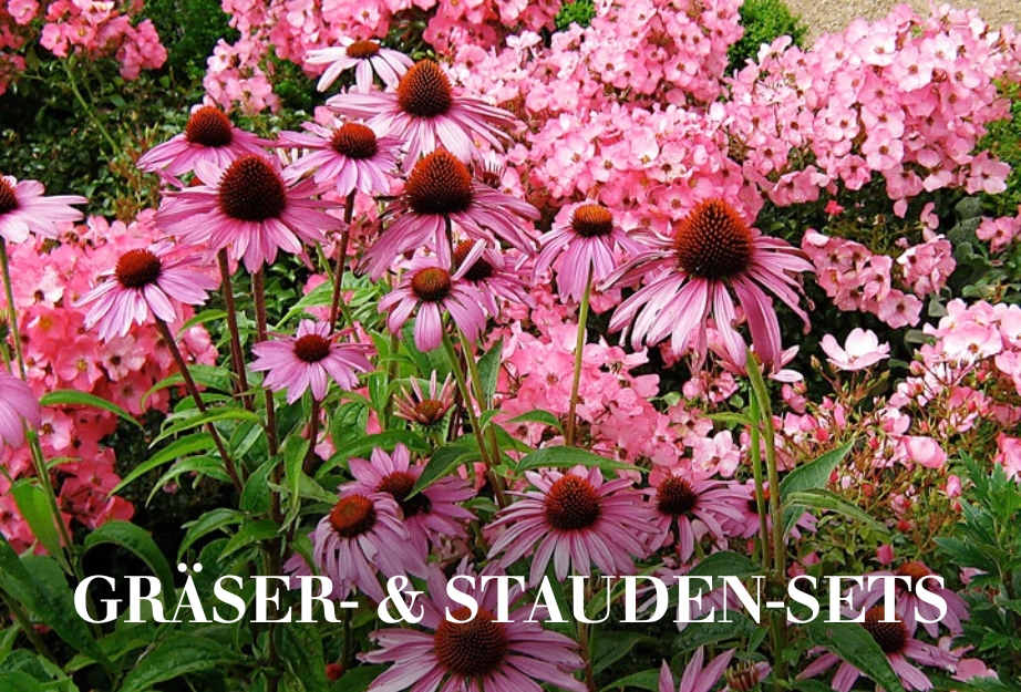 Gräser- & Stauden-Sets