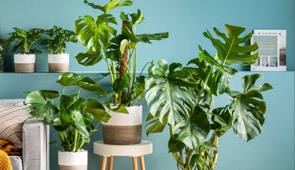 Calathea & Monstera