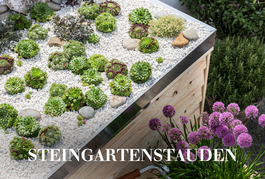 Steingartenstauden