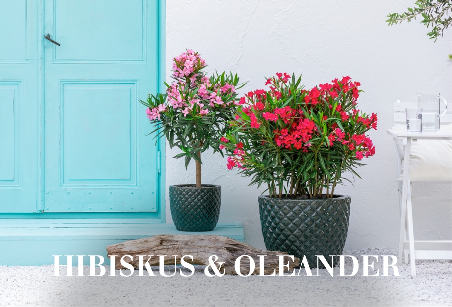 Hibiskus & Oleander