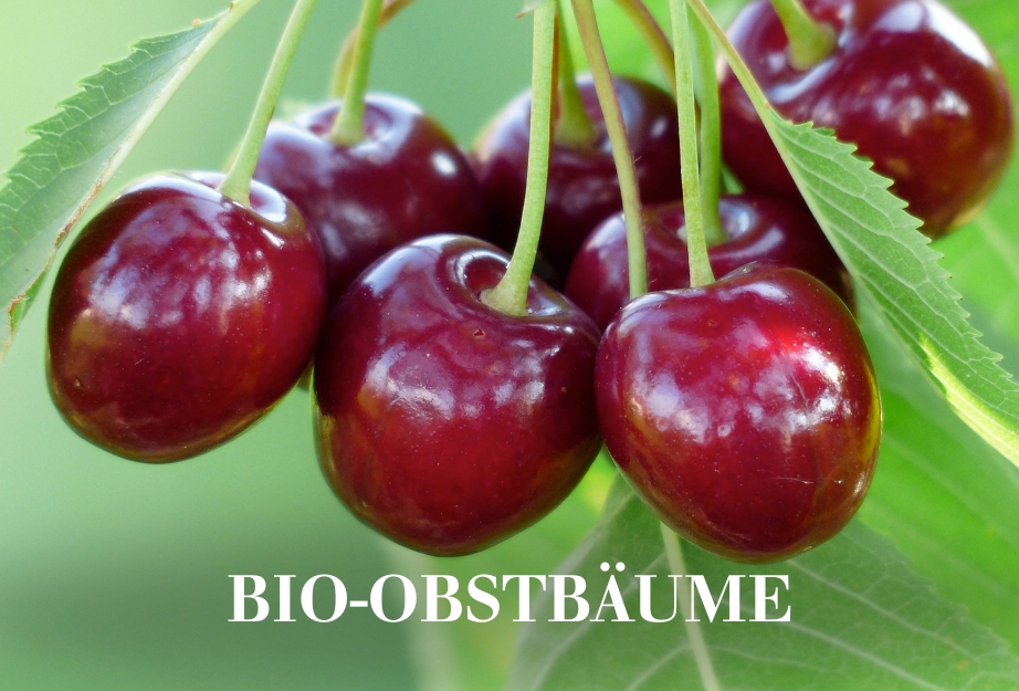 Bio-Obstbäume