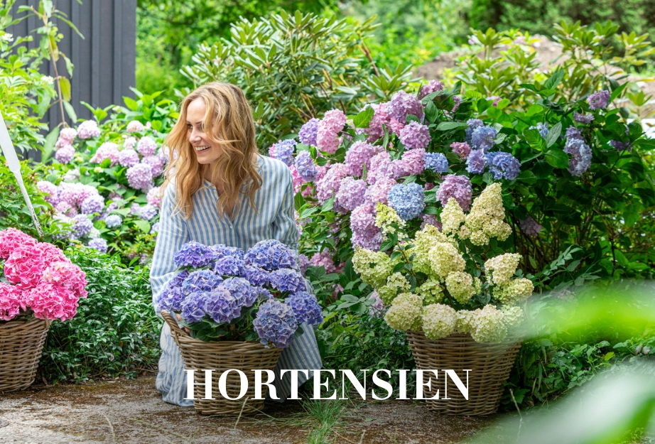 Hortensien