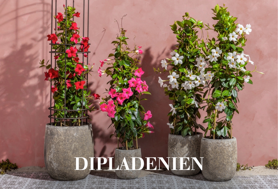 Dipladenien