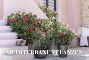 Mediterrane Pflanzen