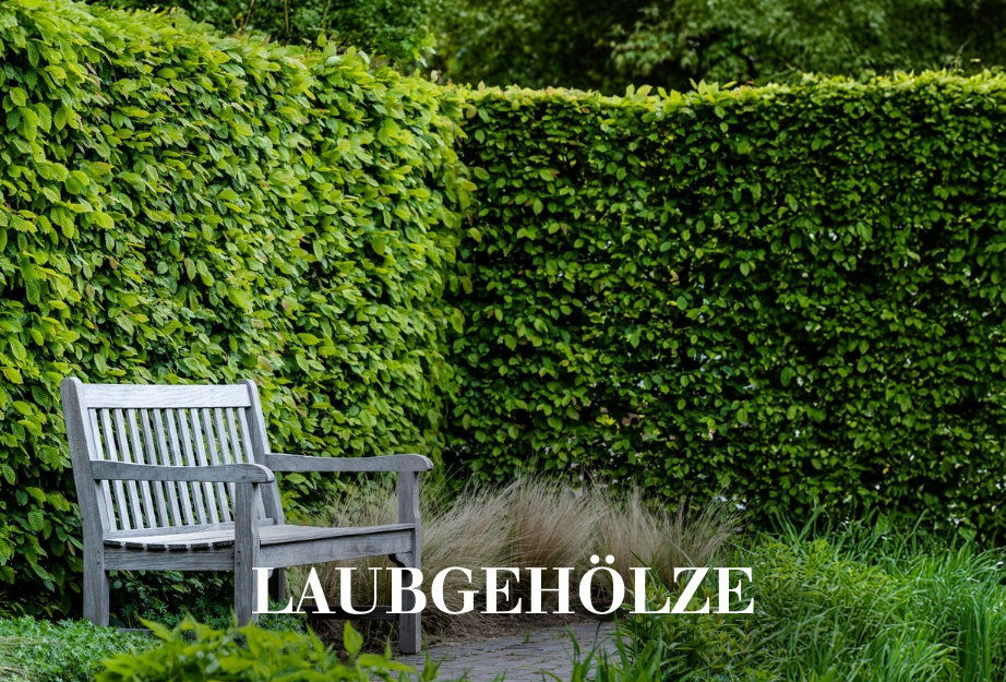 Laubgehölze