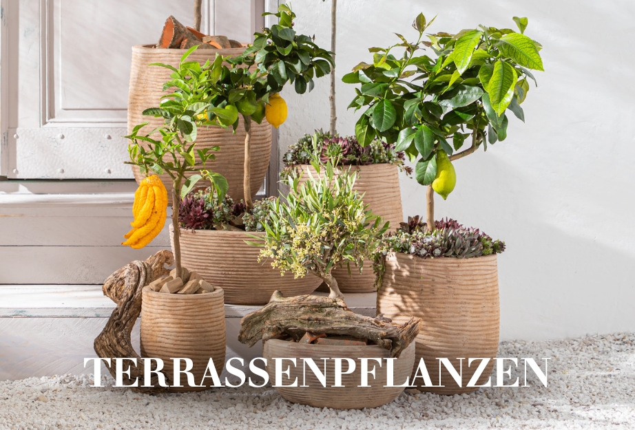 Terassenpflanzen