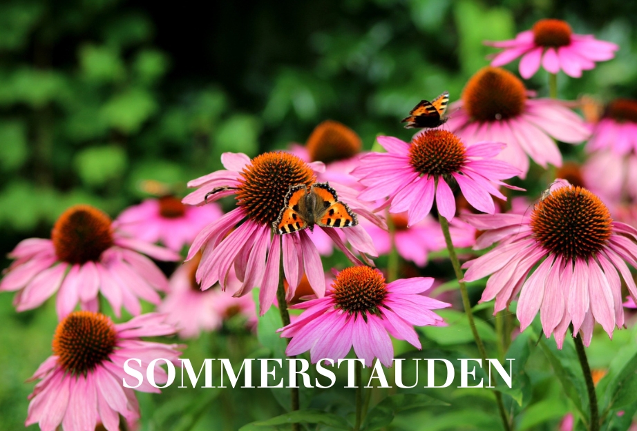 Sommerstauden