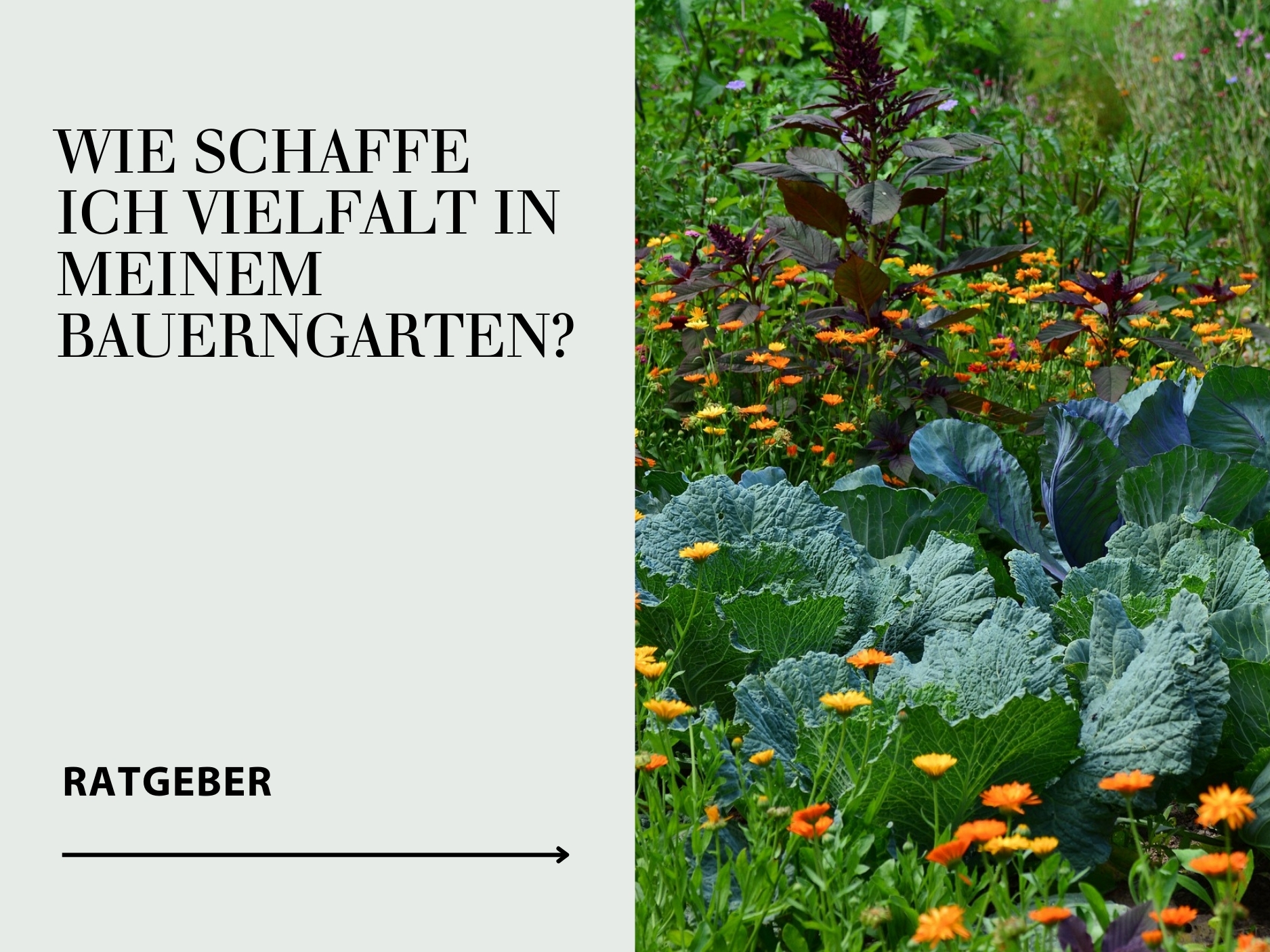 Ratgeber Bauerngarten