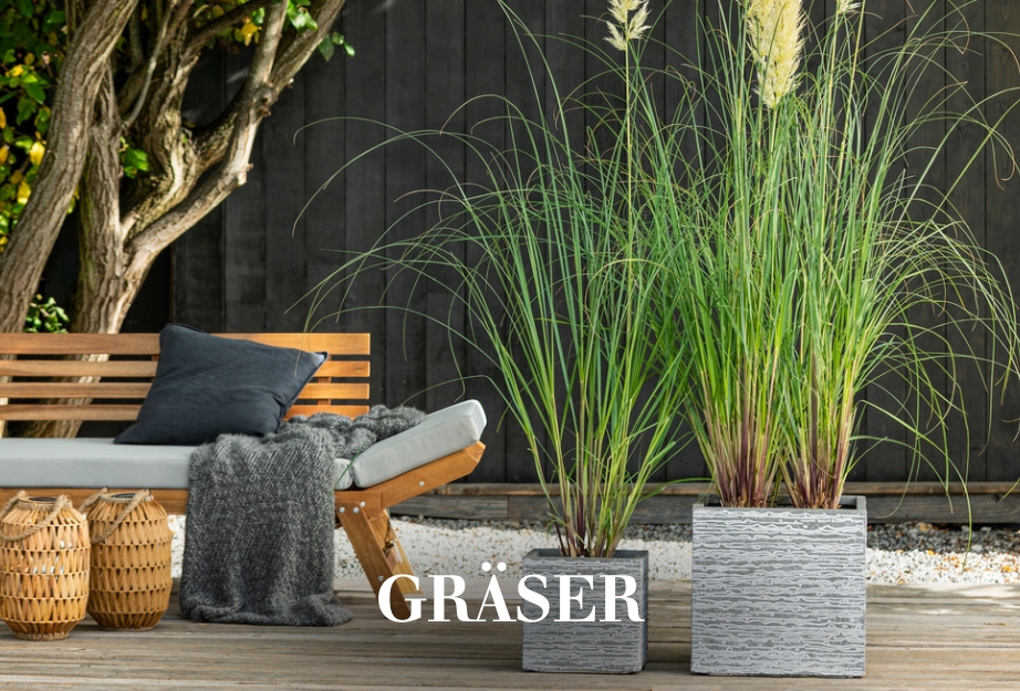 Gräser