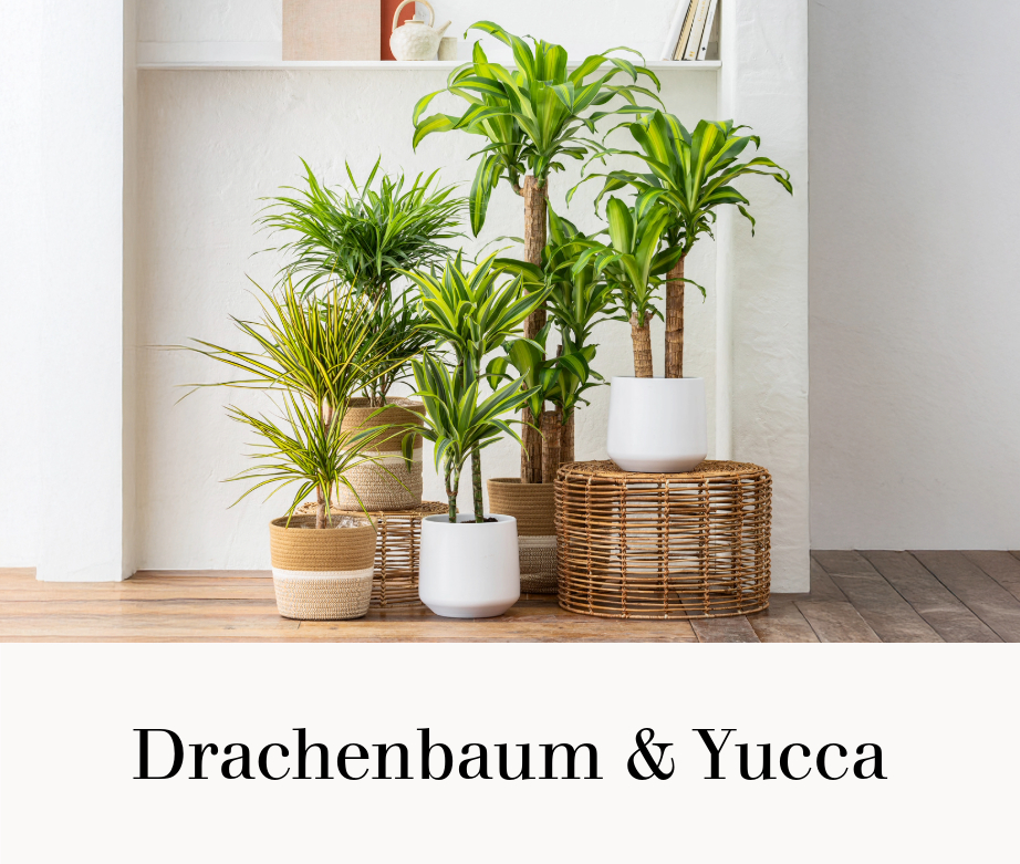 Drachenbaum & Yucca