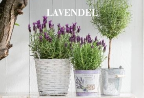 Lavendel