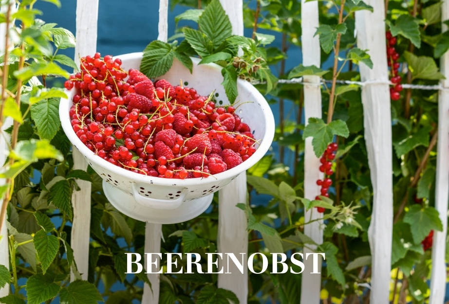 Beerenobst