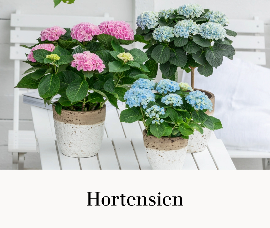 Hortensien