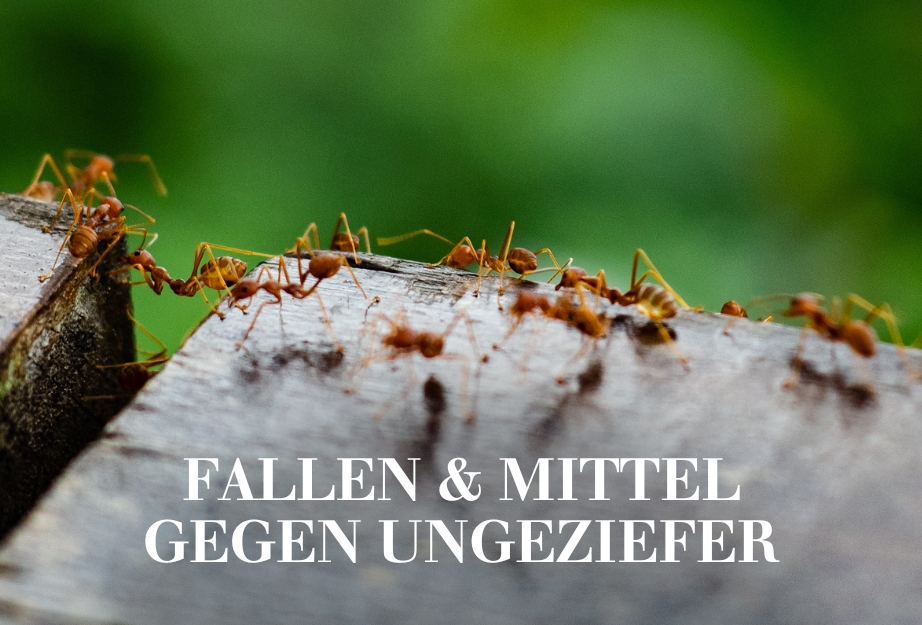 Fallen & Ungezieferspray