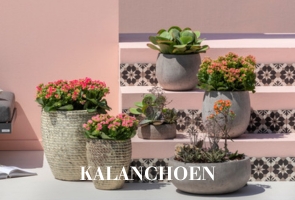 Kalanchoen