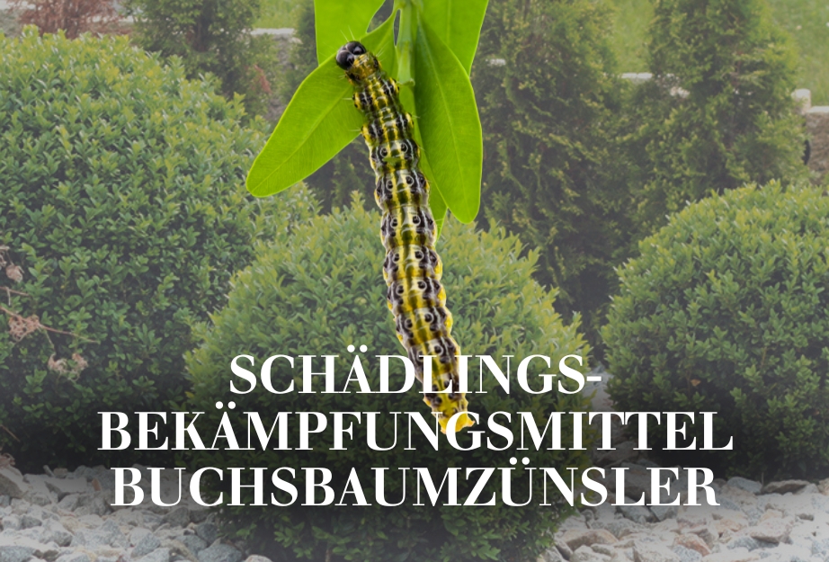 Schädlingsbekämpfungsmittel Buchsbaumzünsler