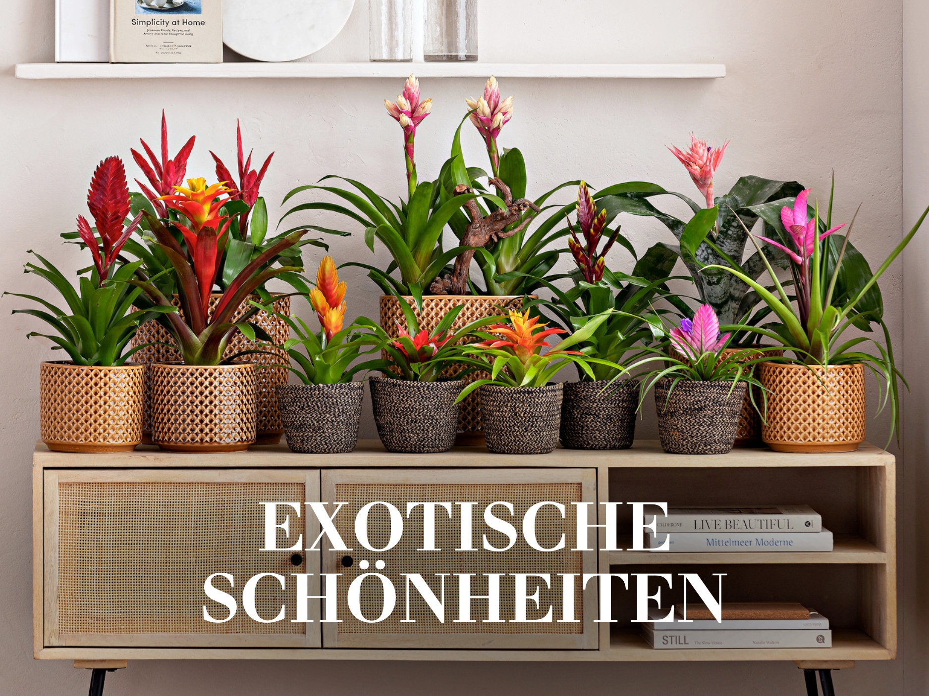 Exotische Schönheiten