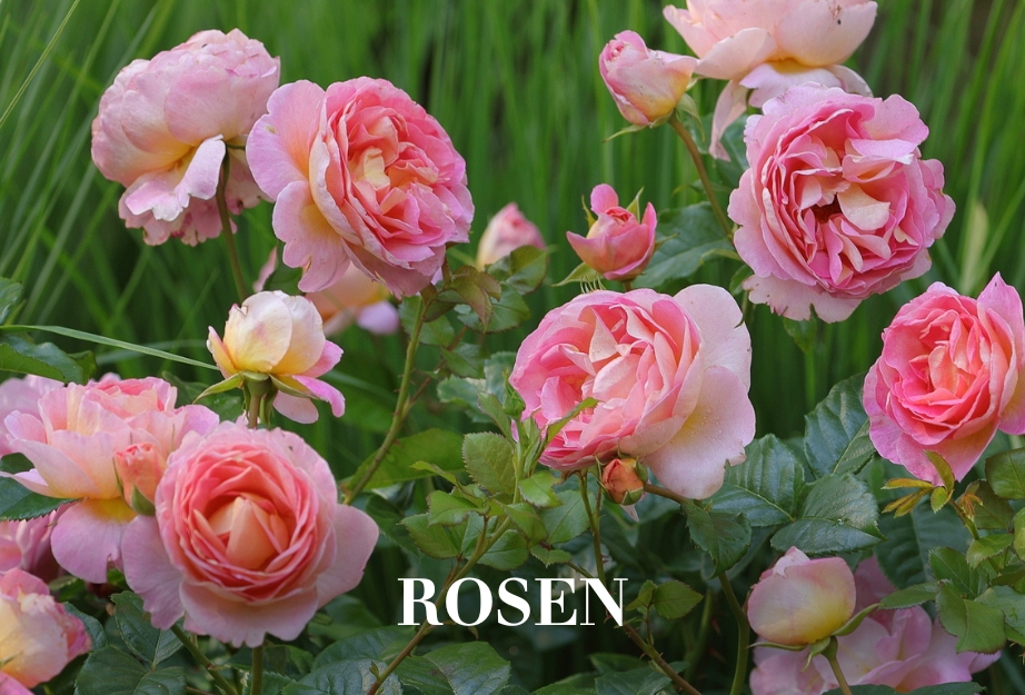 Rosen