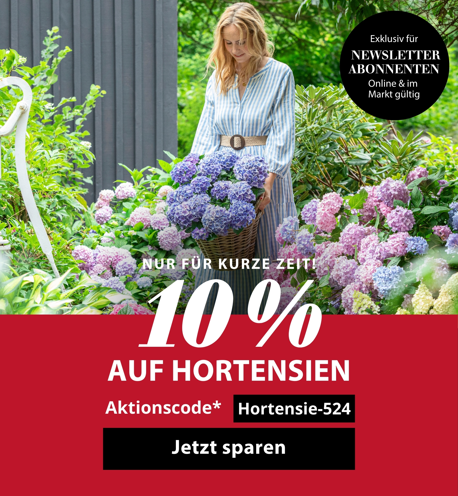 Nur für kurze Zeit - 10 % auf Hortensien