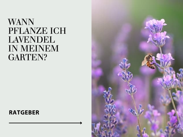 Ratgeber Lavendel