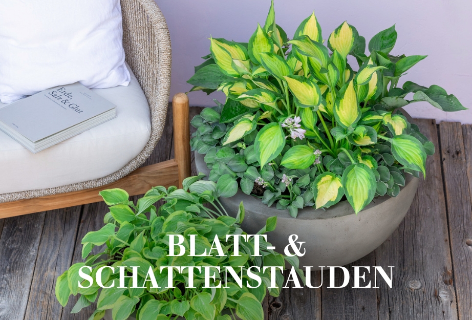 Blatt- & Schattenstauden