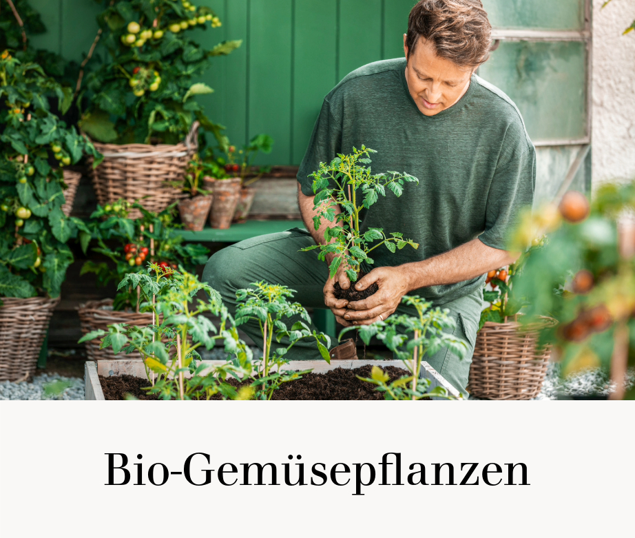 Bio-Gemüsepflanzen