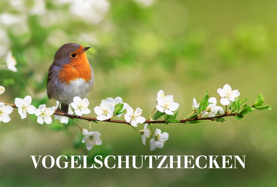 Vogelschutzhecken