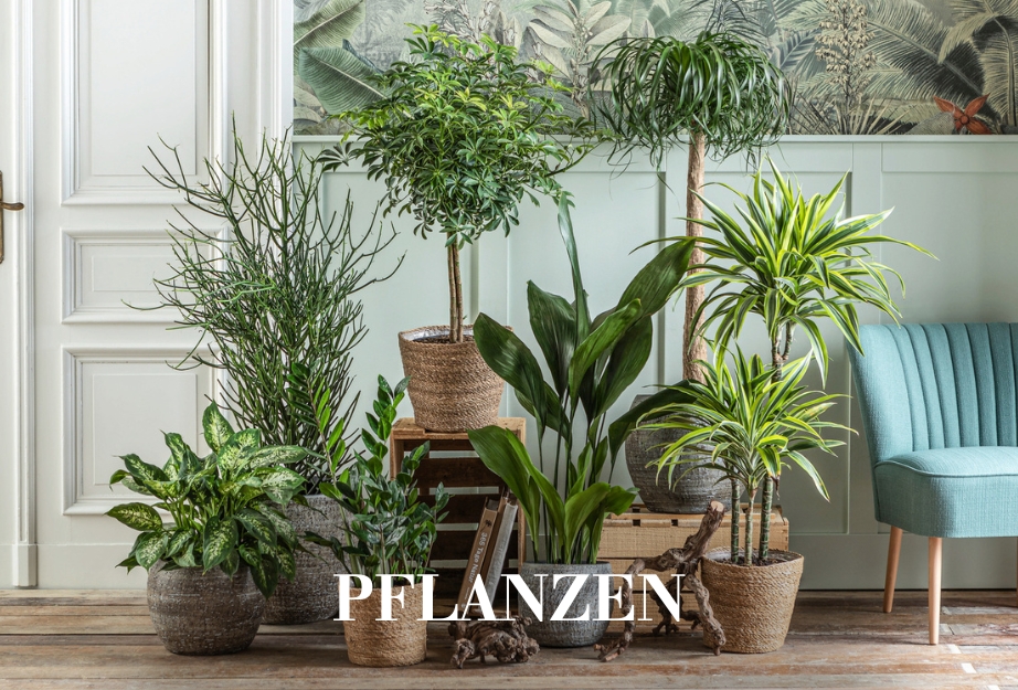 Pflanzen