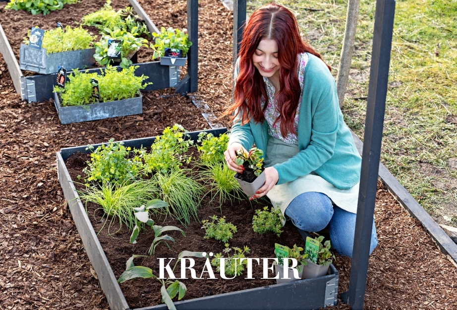 Kräuter