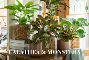 Calathea & Monstera