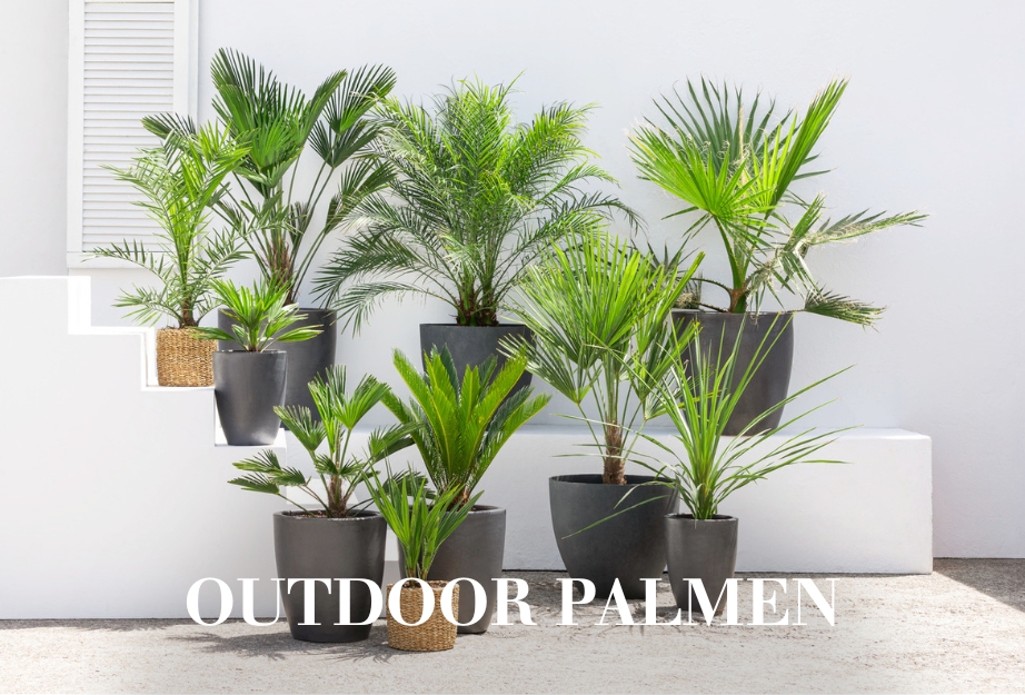 Outdoor-Palmen