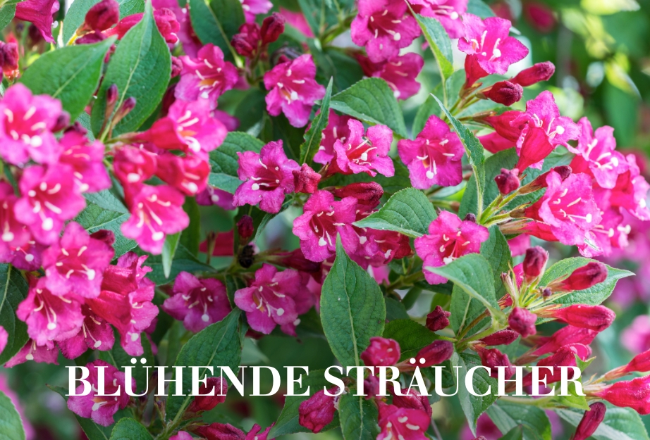 Blühende Sträucher