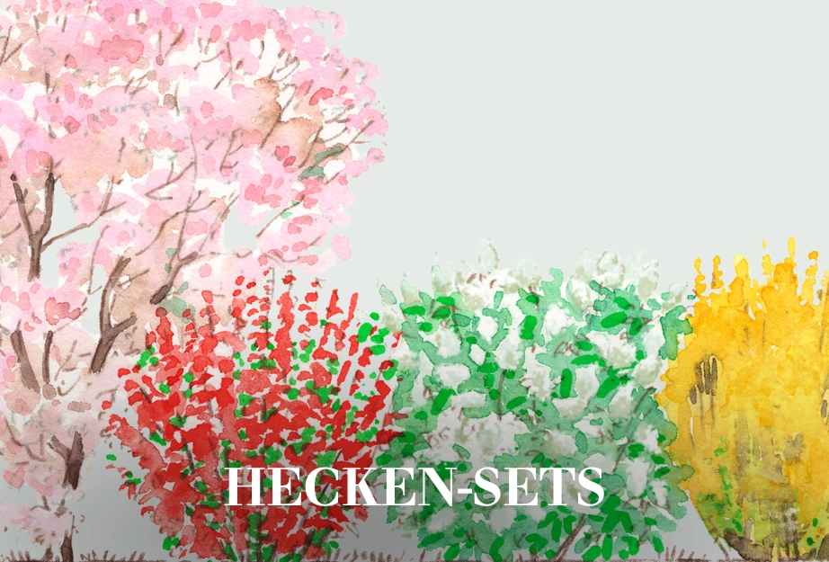 Blühende Hecken-Sets