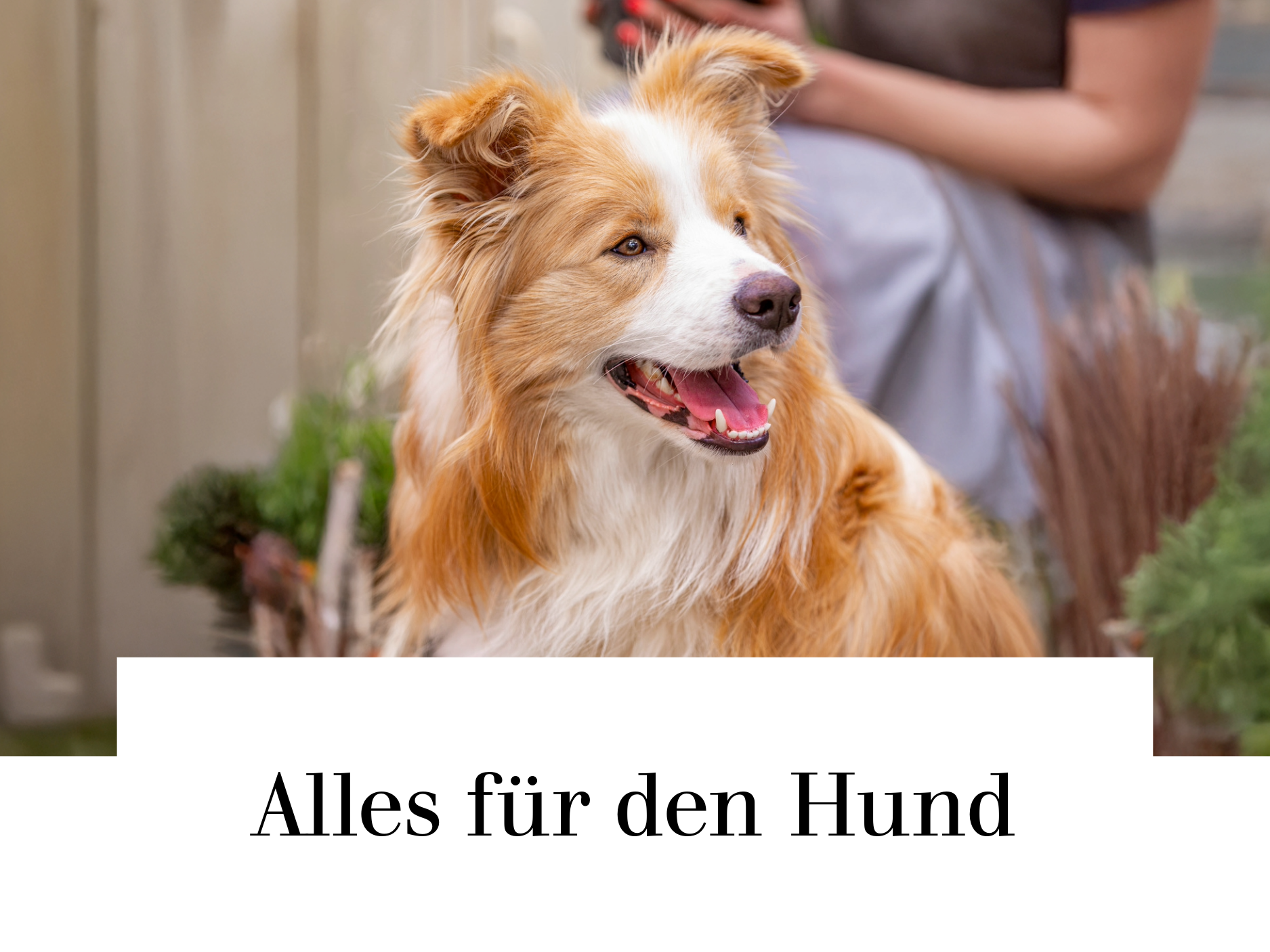 Alles für den Hund
