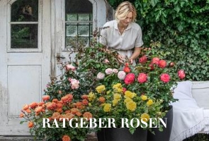 Ratgeber Rosen