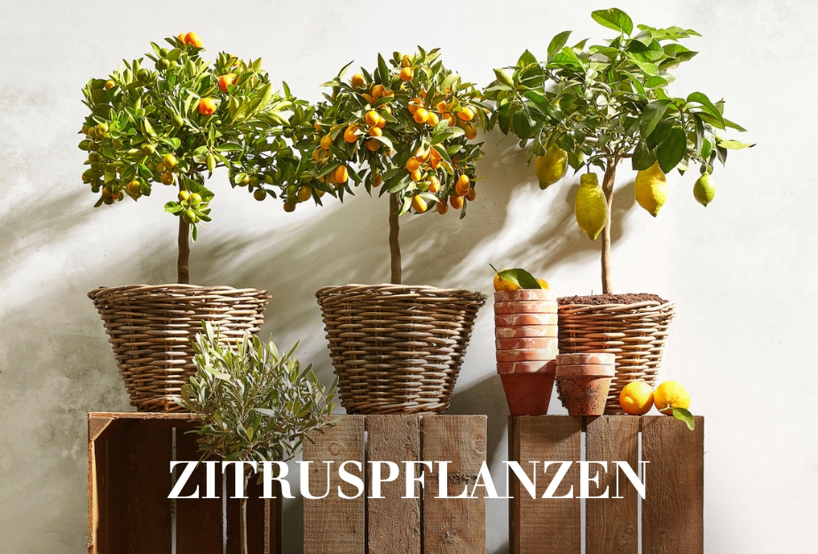 Zitruspflanzen