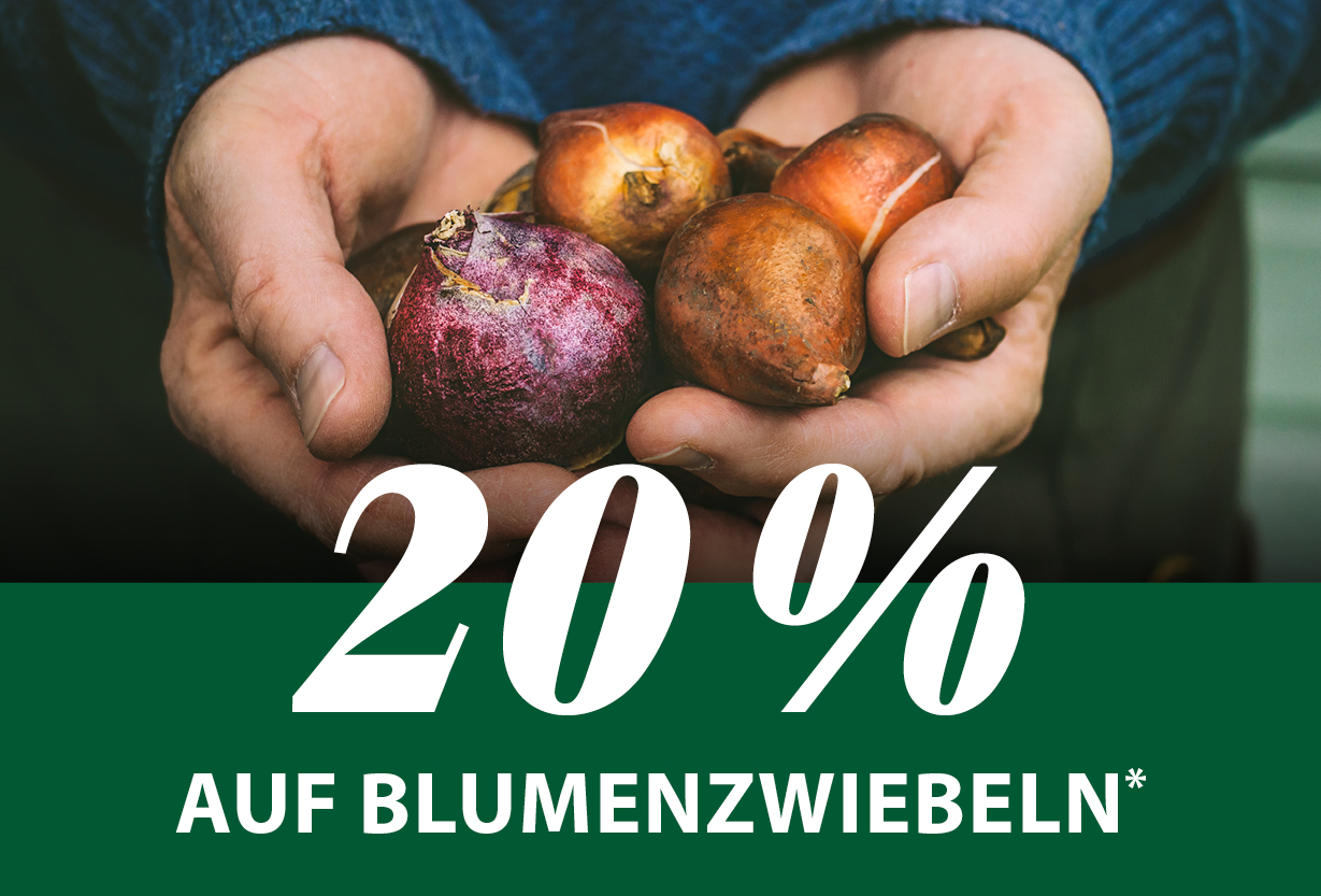 20 % auf Blumenzwiebeln*