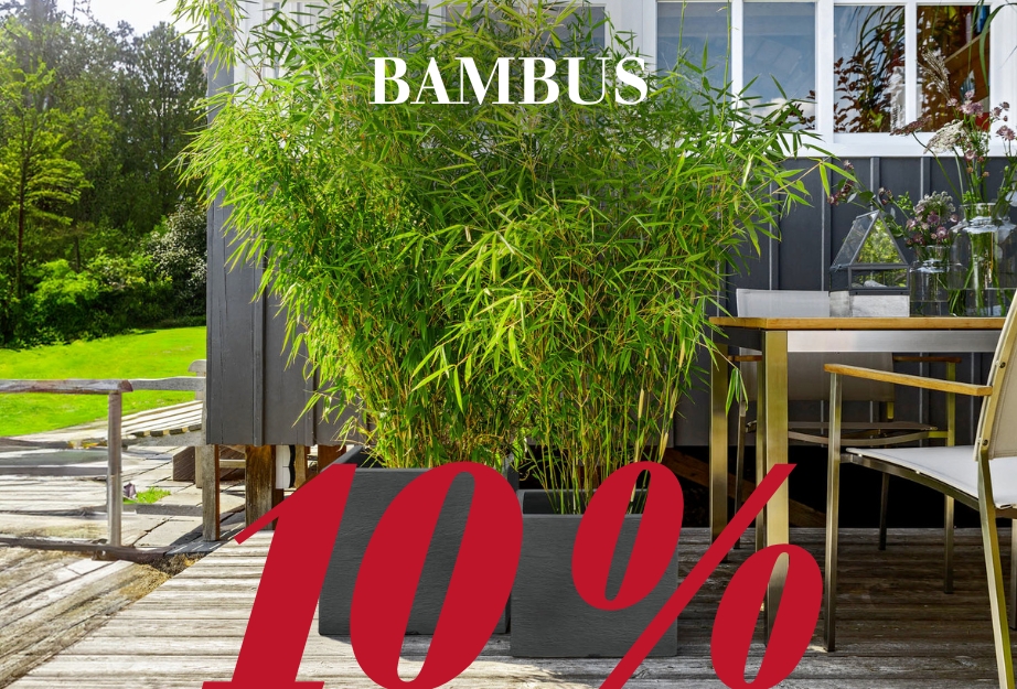 10 % auf Bambus