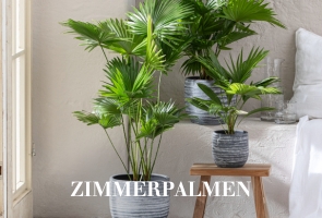 Zimmerpalmen