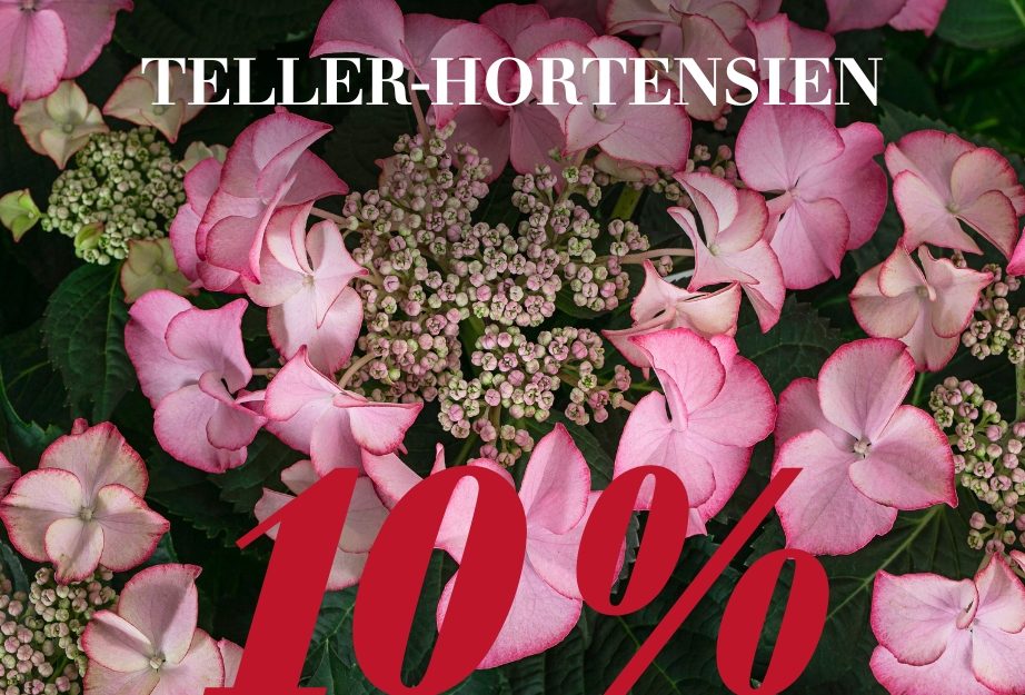 Teller-Hortensien