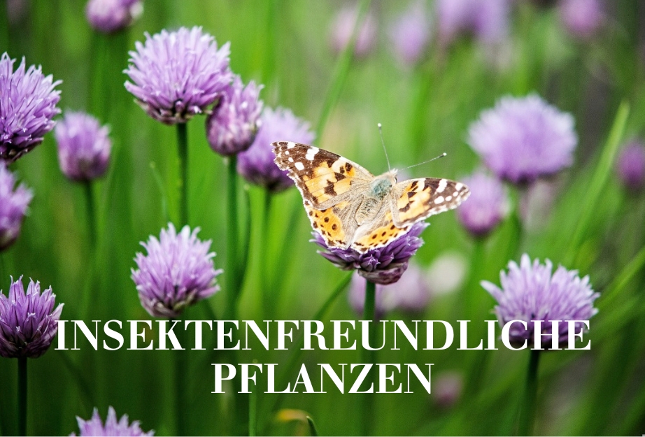 Insektenfreundliche Pflanzen