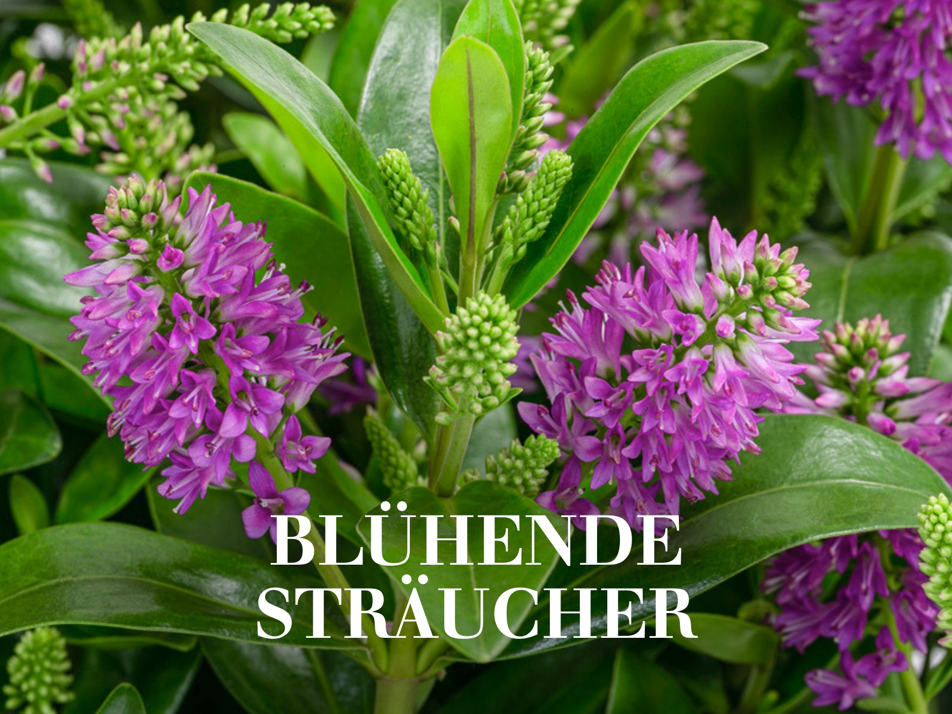 Blühende Sträucher 
