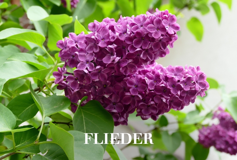 Flieder