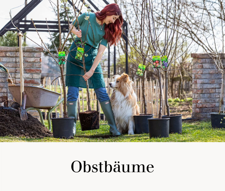Obstbäume