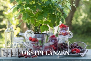 Obstpflanzen