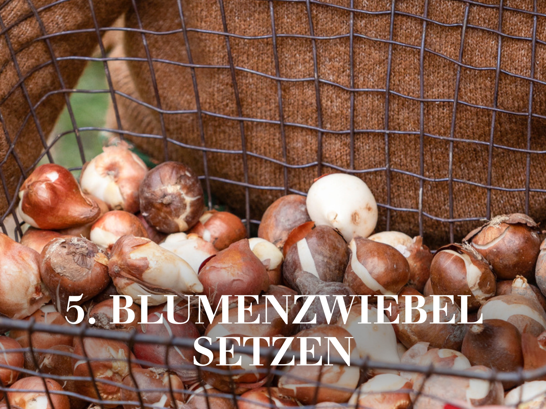 Blumenzwiebel setzen